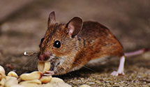 24 Hour & Emergency Exterminators in Laurel, MS